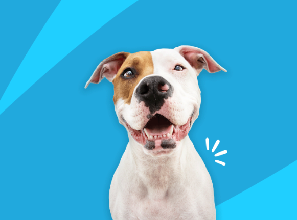 Can Dogs Be Allergic to medicine?